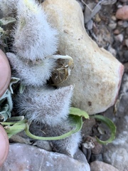 Astragalus newberryi castoreus