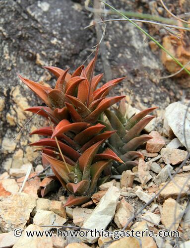 Haworthiopsis viscosa 'Variabilis'