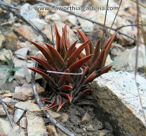 Haworthiopsis viscosa 'Variabilis' 2