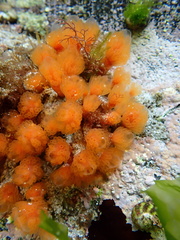 Colonial Sesquirt photo 4