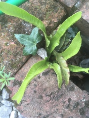Asplenium scolopendrium