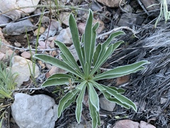 Frasera albomarginata