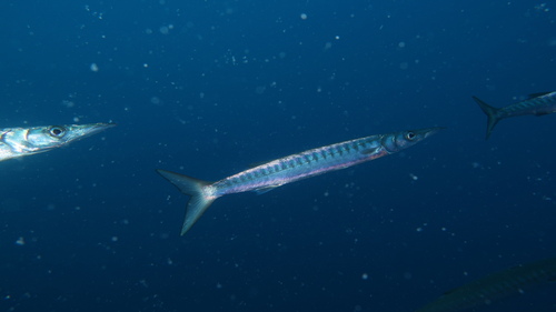 Great Barracuda