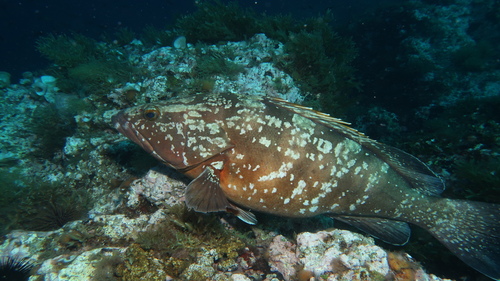 Dusky Grouper