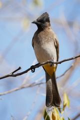 Common Bulbul photo 6