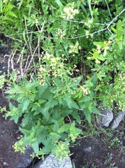 Scrophularia desertorum