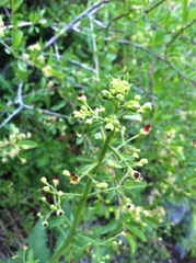 Scrophularia desertorum