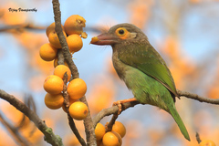 Psilopogon zeylanicus