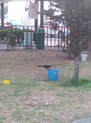 Quiscalus mexicanus