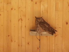 Bubo