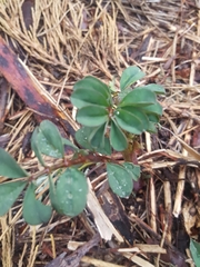 Hosackia crassifolia