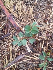 Hosackia crassifolia