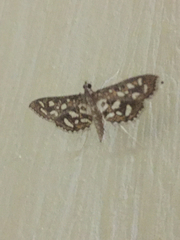 Nausinoe