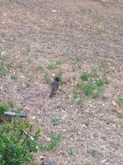 Turdus migratorius