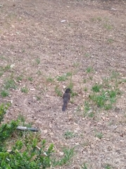 Turdus migratorius