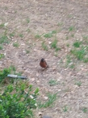 Turdus migratorius