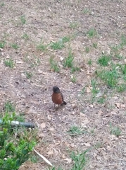 Turdus migratorius