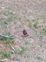 Turdus migratorius