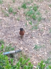 Turdus migratorius