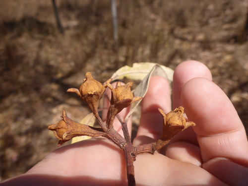 Eucalyptus megasepala A.R.Bean