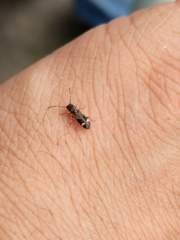 Psenocerus supernotatus