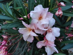 Nerium oleander
