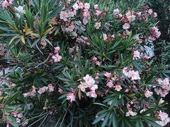 Nerium oleander