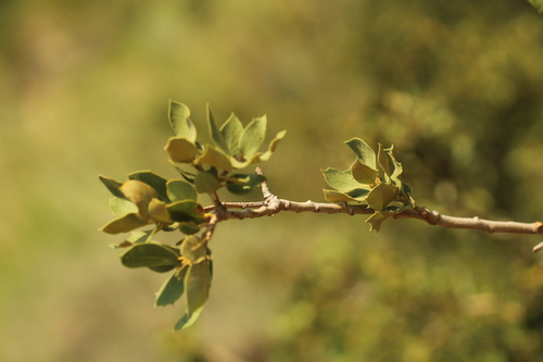 Quercus chrysolepis × palmeri