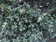 Ligustrum vulgare