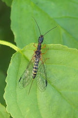 Parainocellia bicolor