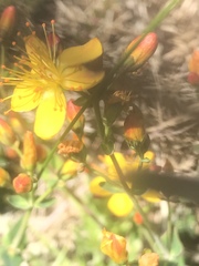 Hypericum pulchrum
