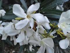 Nerium oleander