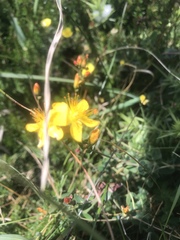 Hypericum pulchrum