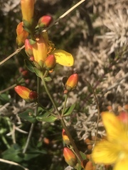Hypericum pulchrum