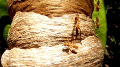 Angiopolybia