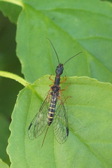 Parainocellia bicolor