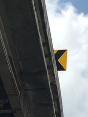 Petrochelidon pyrrhonota