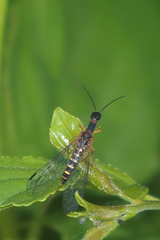 Parainocellia bicolor