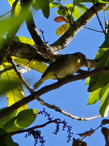 Saffron Finch