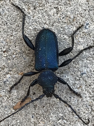 Violet tanbark beetle