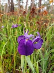 Iris tridentata