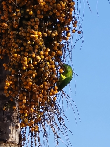 White-eyed Parakeet