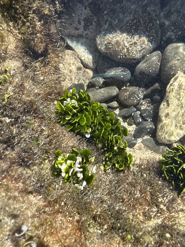 Halimeda discoidea observed 2023-10-28