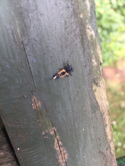 Harmonia axyridis