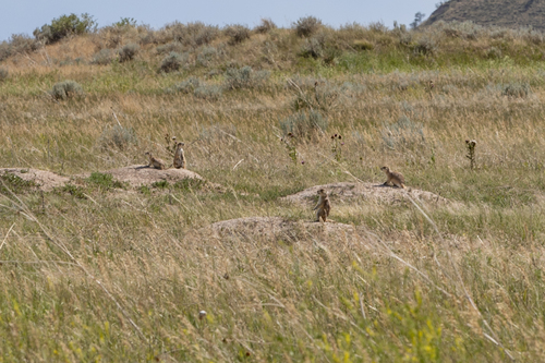 Prairie Dog