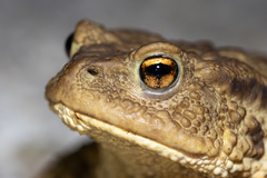 Common Toad photo 3