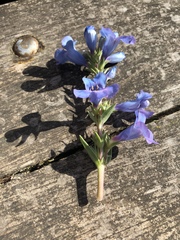 Penstemon angustifolius