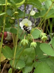 Sericomyia lata