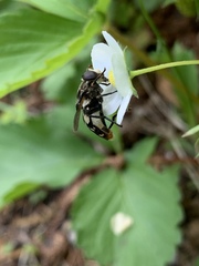 Sericomyia lata