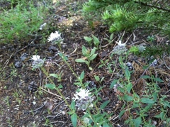 Monardella odoratissima pallida